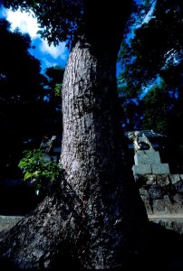 P4「春日神社」